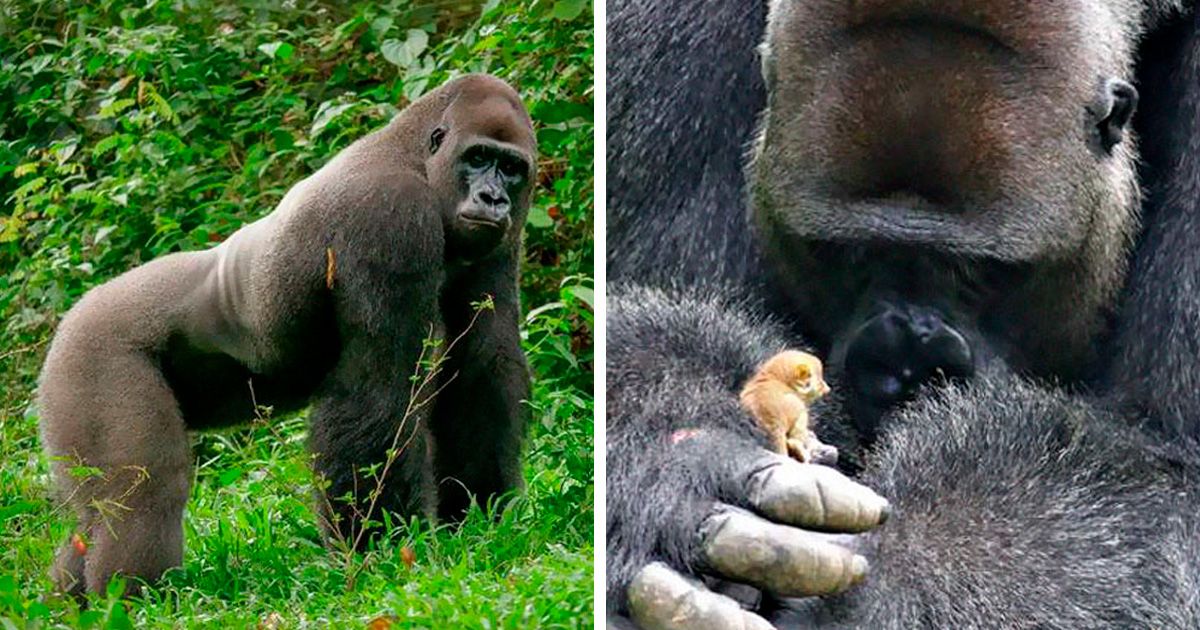 silverback fight