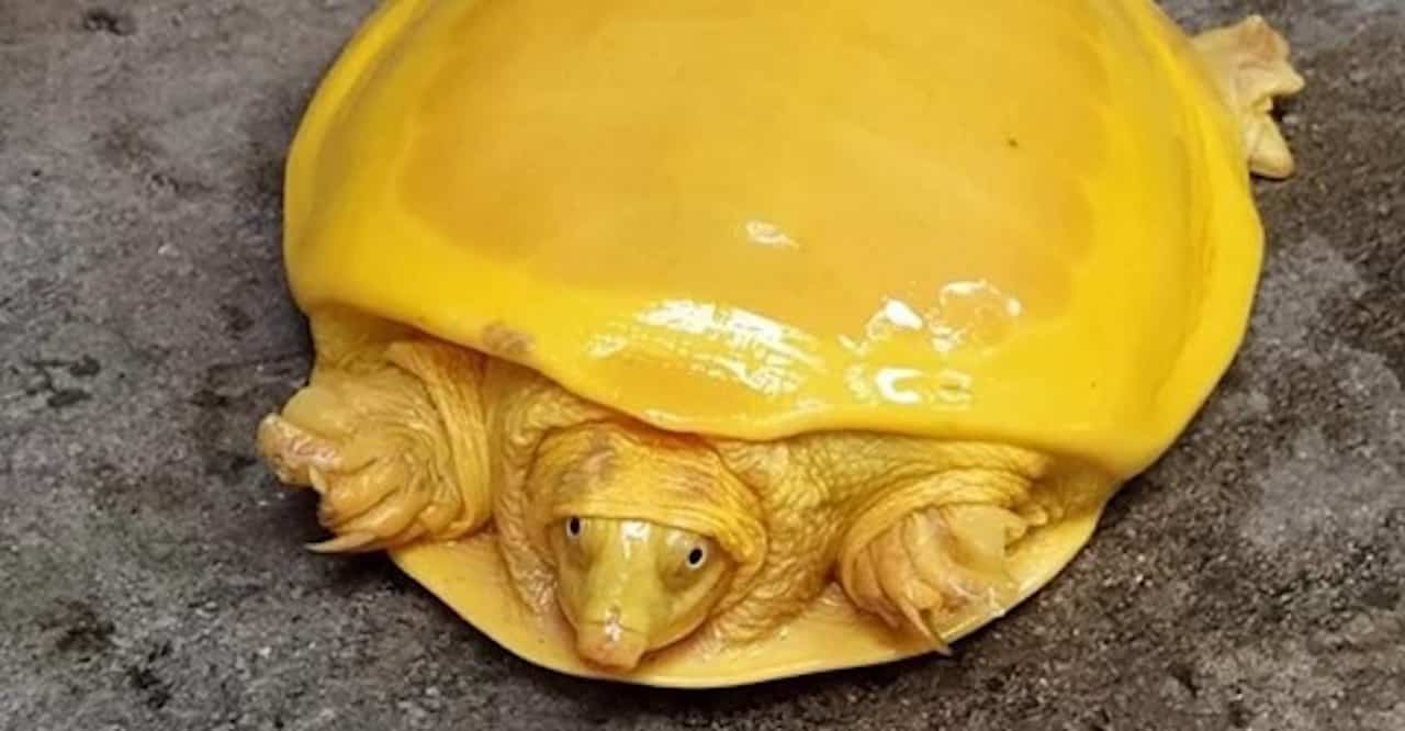 tortue albinos rare