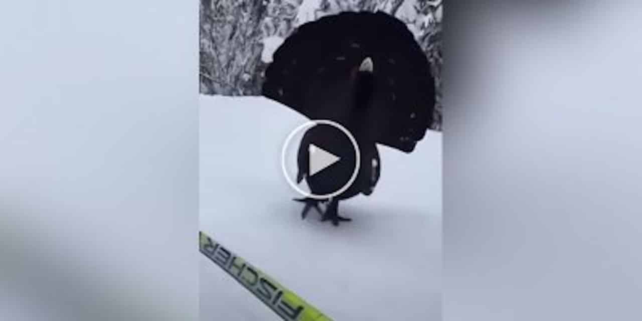 skieur de fond croise un animal