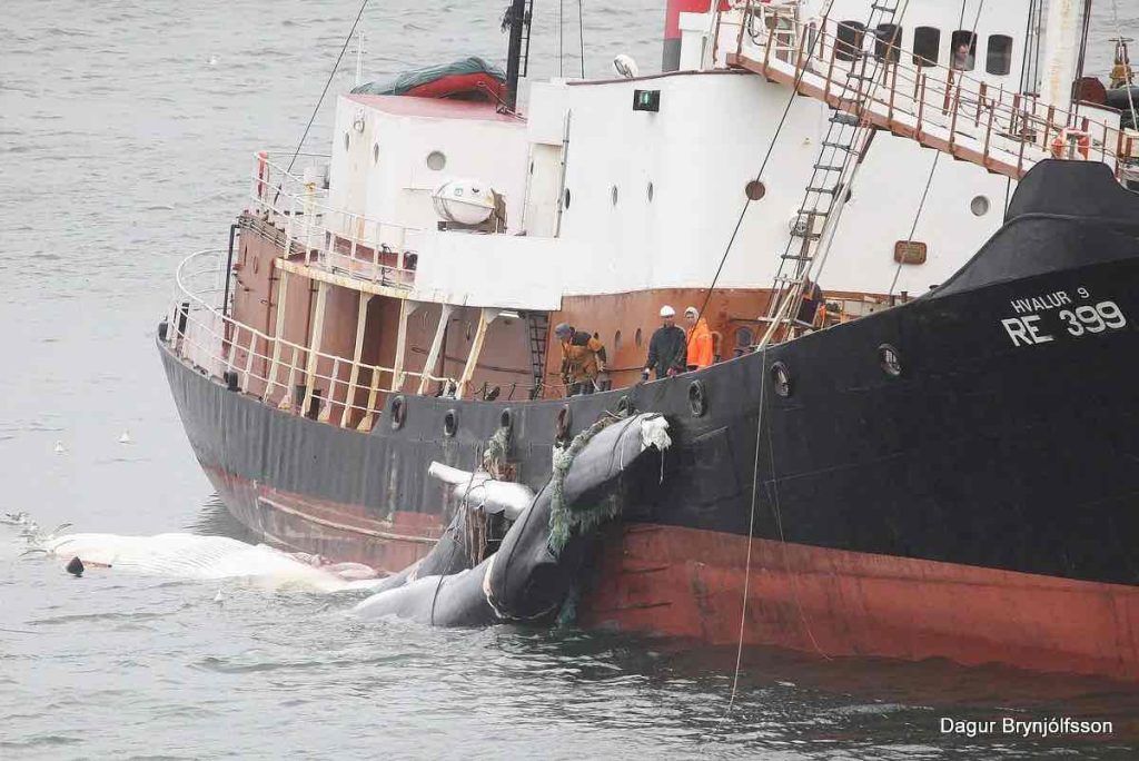 continuer la chasse à la baleine