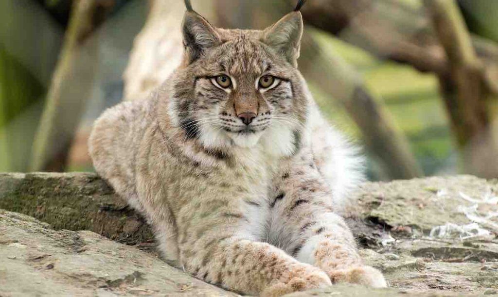 lynx du Canada